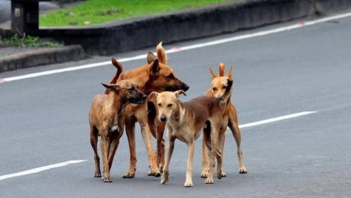 വീട്ടിനുള്ളിൽ തെരുവുനായയുടെ ആക്രമണം; കിടപ്പുരോഗിയായ വയോധിക മരിച്ചു