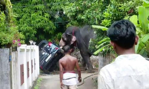 തൃശ്ശൂരിൽ ആന ഇടഞ്ഞു; കാറും, ഓട്ടോറിക്ഷയും കുത്തിമറിച്ചു, വൻ നാശനഷ്ടം