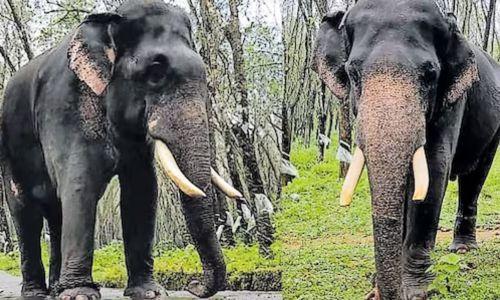 നരഭോജി കടുവയെ പിടിക്കാൻ വനംവകുപ്പിനെ സഹായിക്കാൻ വടക്കനാട് കൊമ്പൻ നരഭോജി കടുവയെ പിടിക്കാൻ വനംവകുപ്പിനെ സഹായിക്കാൻ വടക്കനാട് കൊമ്പൻ