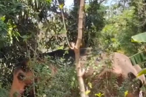 പാലക്കാട് ആന ഇടഞ്ഞ് പാപ്പാനെ ചവിട്ടിക്കൊന്നു