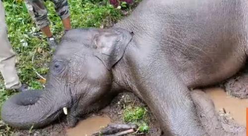 വണ്ടിപ്പെരിയാറിൽ കുട്ടിയാന ചെരിഞ്ഞ നിലയിൽ; ഷോക്കേറ്റെന്ന് പ്രാഥമിക നിഗമനം വണ്ടിപ്പെരിയാറിൽ കുട്ടിയാന ചെരിഞ്ഞ നിലയിൽ; ഷോക്കേറ്റെന്ന് പ്രാഥമിക നിഗമനം
