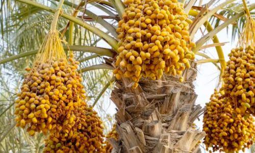 സൗദിയിൽ സജീവമായി ഈത്തപ്പഴ വിപണികൾ ; ആദ്യമെത്തി ഹസ്സ ഈത്തപ്പഴങ്ങൾ സൗദിയിൽ സജീവമായി ഈത്തപ്പഴ വിപണികൾ ; ആദ്യമെത്തി ഹസ്സ ഈത്തപ്പഴങ്ങൾ