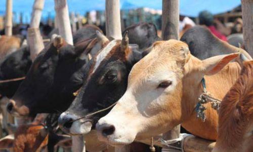 മഹാരാഷ്ട്രയിൽ പശുക്കൾ ഇനി ‘രാജ്യമാതാ- ഗോമാതാ’ എന്നറിയപ്പെടും; സർക്കാർ ഉത്തരവിറക്കി മഹാരാഷ്ട്രയിൽ പശുക്കൾ ഇനി ‘രാജ്യമാതാ- ഗോമാതാ’ എന്നറിയപ്പെടും; സർക്കാർ ഉത്തരവിറക്കി
