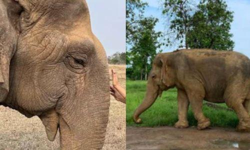 ഏഷ്യയിലെ ഏറ്റവും പ്രായം കൂടിയ ആന വത്സല ചരിഞ്ഞു ഏഷ്യയിലെ ഏറ്റവും പ്രായം കൂടിയ ആന വത്സല ചരിഞ്ഞു