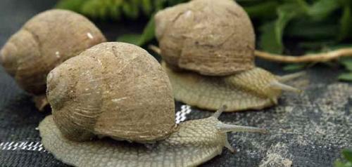 ഫ്രാൻസിൽ ക്രിസ്മസ് ഡെലിവറിക്കായി സൂക്ഷിച്ച 93 ലക്ഷം വിലമതിക്കുന്ന ഒച്ചുകൾ മോഷ്ടിക്കപ്പെട്ടു