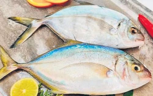 വർക്കലയിൽ വറ്റ മത്സ്യം കഴിച്ച് 32 പേർ ചികിത്സയിൽ; കടൽ ജീവികളിൽ നിന്നുള്ള വിഷബാധയെന്ന് സംശയം