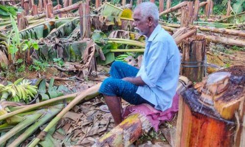 കെഎസ്ഇബി വാഴ വെട്ടിയ സംഭവത്തിൽ മനുഷ്യാവകാശ കമ്മീഷൻ കേസെടുത്തു കെഎസ്ഇബി വാഴ വെട്ടിയ സംഭവത്തിൽ മനുഷ്യാവകാശ കമ്മീഷൻ കേസെടുത്തു