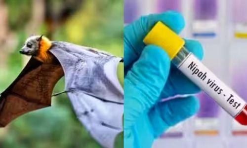 നിപ: രണ്ട് ആരോഗ്യ പ്രവർത്തകർക്ക് കൂടി രോഗലക്ഷണം; സമ്പർക്കപട്ടികയും റൂട്ട് മാപ്പും പുറത്തുവിട്ടു നിപ: രണ്ട് ആരോഗ്യ പ്രവർത്തകർക്ക് കൂടി രോഗലക്ഷണം; സമ്പർക്കപട്ടികയും റൂട്ട് മാപ്പും പുറത്തുവിട്ടു
