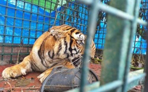 കൂടുപൊളിച്ച് രക്ഷപെട്ട കടുവയെ കണ്ടെത്തി