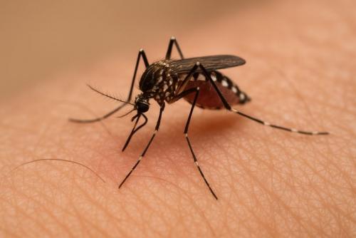 കൊതുക് നശീകരണ പ്രവർത്തനങ്ങൾ ഊർജ്ജിതമാക്കാൻ ബഹ്‌റൈൻ മന്ത്രിസഭാ നിർദ്ദേശം