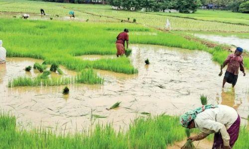 വരൾച്ചയുടെ നിഴലിൽ കാർഷിക മേഖല: 12 വർഷത്തിനിടയിലെ ഏറ്റവും വരണ്ട ജൂൺ കടന്നുപോയി