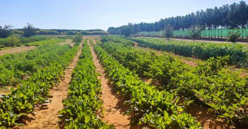കാർഷിക മേഖലയിൽ എ.ഐ വിപ്ലവം; കാലാവസ്ഥാ പ്രവചനത്തിന് പുതിയ സംവിധാനം