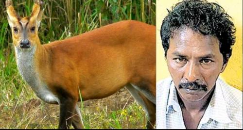 കേഴ മാനിനെ കൊന്ന് കറിവച്ചയാൾ അറസ്റ്റിൽ കേഴ മാനിനെ കൊന്ന് കറിവച്ചയാൾ അറസ്റ്റിൽ