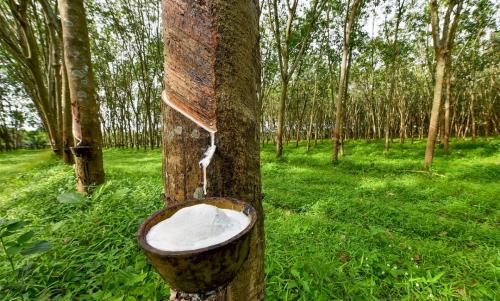 റബർ സബ്സിഡിക്കുള്ള ബജറ്റ് വിഹിതം 600 കോടിയാക്കി റബർ സബ്സിഡിക്കുള്ള ബജറ്റ് വിഹിതം 600 കോടിയാക്കി