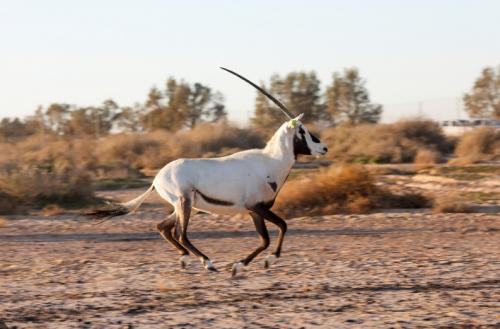 യുഎഇ റെഡ് ലിസ്റ്റ്: വംശനാശഭീഷണി നേരിടുന്നത് 58 സസ്തനികൾ