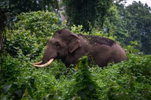 ചവിട്ടിക്കൊന്നിട്ടും കലിയടങ്ങാതെ കാട്ടാന; സംസ്കാര ചടങ്ങിനിടെയെത്തി ചിതയില് നിന്നും മൃതദേഹം വലിച്ചെടുത്തു ചവിട്ടിക്കൊന്നിട്ടും കലിയടങ്ങാതെ കാട്ടാന; സംസ്കാര ചടങ്ങിനിടെയെത്തി ചിതയില് നിന്നും മൃതദേഹം വലിച്ചെടുത്തു