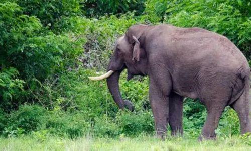 വയനാട്ടിൽ കാട്ടാന ആക്രമണത്തിൽ ആദിവാസി സ്ത്രീ കൊല്ലപ്പെട്ടു