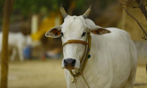 കേന്ദ്രസര്‍ക്കാര്‍ പശുവിനെ ദേശീയ സംരക്ഷിത മൃഗമായി പ്രഖ്യാപിക്കണം: നിര്‍ദേശവുമായി അലഹബാദ് ഹൈക്കോടതി