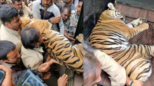 മഞ്ചഹള്ളിയിൽ രണ്ടുപേരെ ആക്രമിച്ചു കൊന്ന കടുവയെ വനംവകുപ്പ് പിടികൂടി