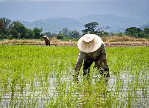 കർഷകർക്ക് 35,000 രൂപ വീതം സഹായവുമായി തായ്‌ലൻഡ്