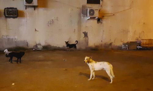 തെ­രു­വു­നായ് ശല്യം; വി­ദ്യാ­ർ­ത്ഥി­കളും രക്ഷി­താ­ക്കളും ഭീ­തി­യി­ലെ­ന്ന് പരാ­തി­