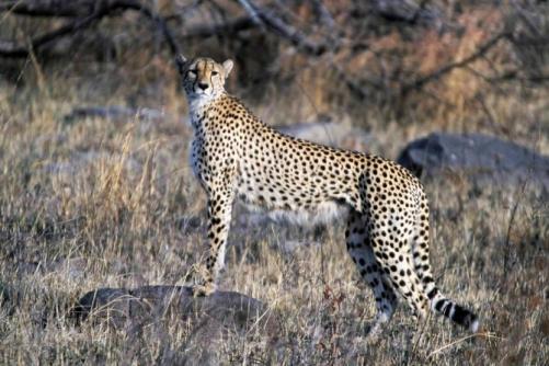 എട്ട് ആഫ്രിക്കൻ ചീറ്റകൾ കൂടി മധ്യപ്രദേശിലേക്ക്