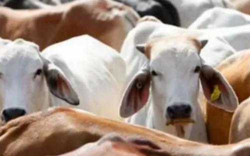 പശുക്കടത്ത്; യുവാവിനെ ഗോരക്ഷകർ തല്ലിക്കൊന്നു; ആറ് ബജ്റംഗ്ദൾ പ്രവർത്തകർ അറസ്റ്റിൽ പശുക്കടത്ത്; യുവാവിനെ ഗോരക്ഷകർ തല്ലിക്കൊന്നു; ആറ് ബജ്റംഗ്ദൾ പ്രവർത്തകർ അറസ്റ്റിൽ