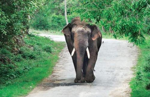 വയനാട്ടിൽ കാട്ടാനയുടെ ആക്രമണത്തിൽ വീട്ടമ്മ കൊല്ലപ്പെട്ടു