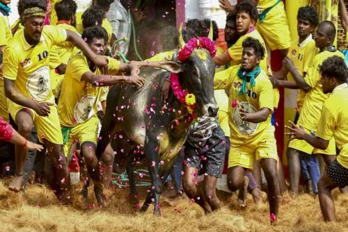 ജെല്ലിക്കെട്ട് വീരന്മാർക്ക് സർക്കാർ ജോലി; പ്രഖ്യാപനവുമായി മുഖ്യമന്ത്രി എം.കെ. സ്റ്റാലിൻ