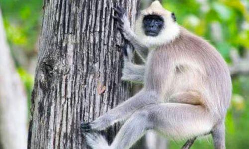 തിരുവനന്തപുരം മൃഗശാലയിൽ നിന്ന് ചാടിപ്പോയ മൂന്നാമത്തെ ഹനുമാൻ കുരങ്ങും തിരിച്ചെത്തി തിരുവനന്തപുരം മൃഗശാലയിൽ നിന്ന് ചാടിപ്പോയ മൂന്നാമത്തെ ഹനുമാൻ കുരങ്ങും തിരിച്ചെത്തി