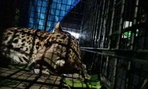 വയനാട്ടിൽ കോഴിക്കൂട്ടിൽ പുലി കുടുങ്ങി വയനാട്ടിൽ കോഴിക്കൂട്ടിൽ പുലി കുടുങ്ങി