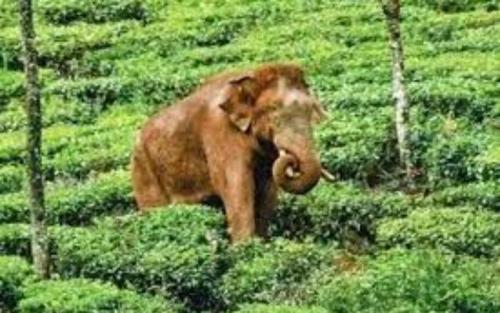 അരിക്കൊമ്പനെ കണ്ടെത്താനായില്ല: ഇന്നത്തെ ദൗത്യം അവസാനിപ്പിച്ചു