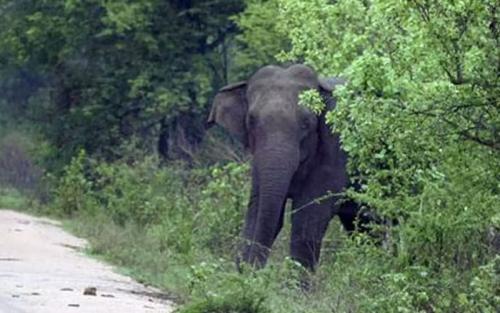 കണ്ണൂരിൽ കാട്ടാന ആക്രമണത്തില്‍ യുവാവ് മരിച്ചു