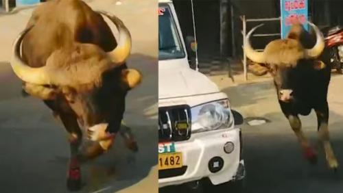 മറയൂരിൽ കാട്ടുപോത്തിന്റെ പരാക്രമം: ടൗണിൽ പരിഭ്രാന്തി, രണ്ടുപേർക്ക് പരിക്ക്