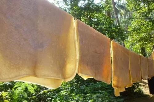 റബർ വില റെക്കോർഡ് കുതിപ്പിൽ; ഉൽപാദനക്കുറവ് കർഷകർക്ക് തിരിച്ചടിയാകുന്നു