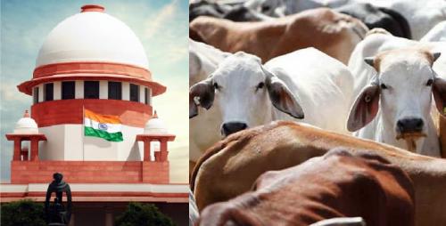 പശുവിനെ ദേശീയ മൃഗമായി പ്രഖ്യാപിക്കണമെന്ന ഹർജി പരിഗണിക്കാതെ സുപ്രിംകോടതി പശുവിനെ ദേശീയ മൃഗമായി പ്രഖ്യാപിക്കണമെന്ന ഹർജി പരിഗണിക്കാതെ സുപ്രിംകോടതി
