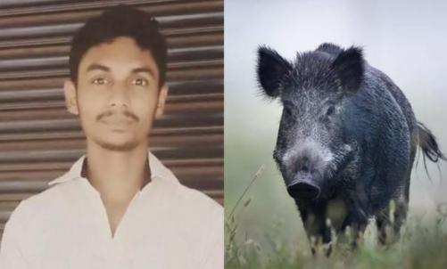 മലപ്പുറത്ത് പന്നിവേട്ടക്കിടെ വെടിയേറ്റ് യുവാവിന് ദാരുണാന്ത്യം മലപ്പുറത്ത് പന്നിവേട്ടക്കിടെ വെടിയേറ്റ് യുവാവിന് ദാരുണാന്ത്യം