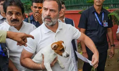 തെരുവ് നായ്ക്കളെ പിടികൂടാനുള്ള സുപ്രീംകോടതി വിധിക്കെതിരെ രാഹുൽ ഗാന്ധി