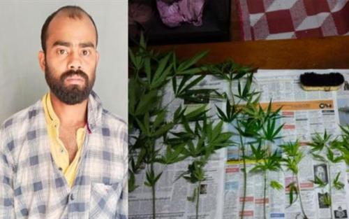 കഞ്ചാവ് ചെടികള് വളര്ത്തിയ ഇതര സംസ്ഥാന തൊഴിലാളി പിടിയില് കഞ്ചാവ് ചെടികള് വളര്ത്തിയ ഇതര സംസ്ഥാന തൊഴിലാളി പിടിയില്