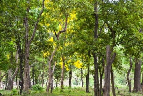 സ്വകാര്യ ഭൂമിയിലെ ചന്ദന മരം വനം വകുപ്പ് മുഖേന മുറിച്ച് വില്പന നടത്താം; കരട് ബില് മന്ത്രിസഭ അംഗീകരിച്ചു സ്വകാര്യ ഭൂമിയിലെ ചന്ദന മരം വനം വകുപ്പ് മുഖേന മുറിച്ച് വില്പന നടത്താം; കരട് ബില് മന്ത്രിസഭ അംഗീകരിച്ചു
