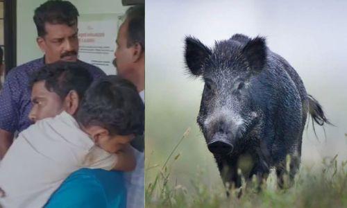 കാട്ടുപന്നിയുടെ ആക്രമണം; നാല് വയസുകാരന് പരിക്ക്