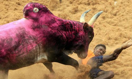 ജെ­ല്ലി­ക്കെ­ട്ട് വി­ഷയം : ഭരണഘടനാ­ ബെ­ഞ്ചിന് വി­ട്ടു­