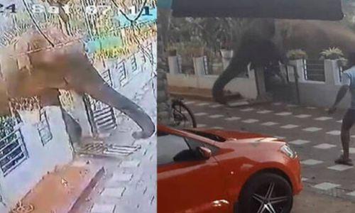ട്രാക്ക് ചെയ്യാനാകാതെ ബേലൂര് മഖ്ന: ബൈ സ്പെക്ടറല് തെര്മല് ക്യാമറയുമായി ദൗത്യസംഘം ട്രാക്ക് ചെയ്യാനാകാതെ ബേലൂര് മഖ്ന: ബൈ സ്പെക്ടറല് തെര്മല് ക്യാമറയുമായി ദൗത്യസംഘം