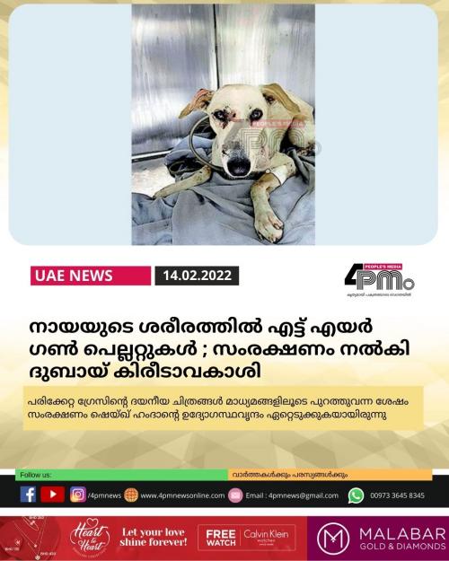 നായയുടെ ശരീരത്തിൽ എട്ട് എയര് ഗണ് പെല്ലറ്റുകൾ ; സംരക്ഷണം നൽകി ദുബായ് കിരീടാവകാശി നായയുടെ ശരീരത്തിൽ എട്ട് എയര് ഗണ് പെല്ലറ്റുകൾ ; സംരക്ഷണം നൽകി ദുബായ് കിരീടാവകാശി