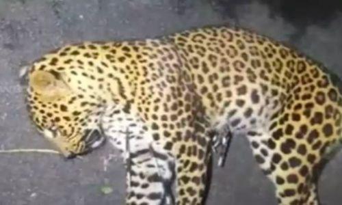 കോഴിക്കോട് പുള്ളിപ്പുലി റോഡരികിൽ ചത്ത നിലയിൽ