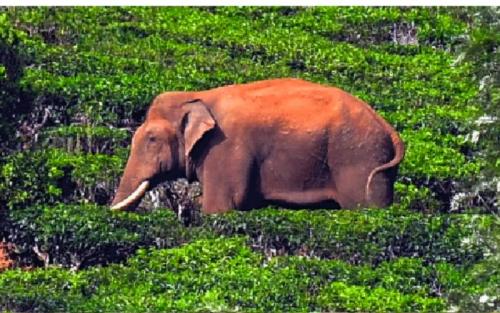 അരിക്കൊമ്പൻ വിഷയം: കുങ്കിയാനകളുടെ താവളം മാറ്റി