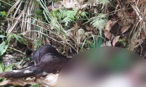 മുള്ളൻകൊല്ലിയിൽ വീണ്ടും കടുവ; പശുകിടാവിനെ കൊന്നു മുള്ളൻകൊല്ലിയിൽ വീണ്ടും കടുവ; പശുകിടാവിനെ കൊന്നു