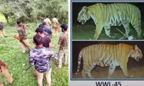 വയനാട്ടിലെ നരഭോജി കടുവ കൂട്ടിലായി; വെടിവച്ച് കൊല്ലണമെന്ന് നാട്ടുകാർ