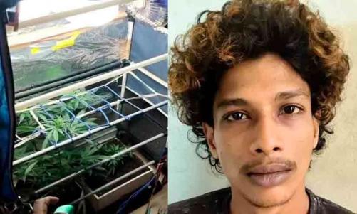 വീടിനുള്ളിൽ 'ഹൈടെക്' കഞ്ചാവ് തോട്ടം; തിരുവനന്തപുരത്ത് യുവാവ് പിടിയിൽ