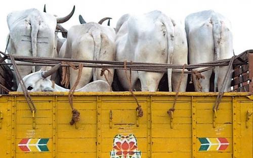 രാജസ്ഥാനില്‍ പശുക്കടത്ത് ആരോപിച്ച് ഒരാളെ തല്ലിക്കൊന്നു